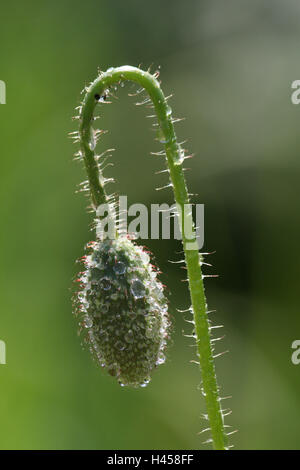 Clap les graines de pavot, Papaver rhoeas, Bud, Banque D'Images