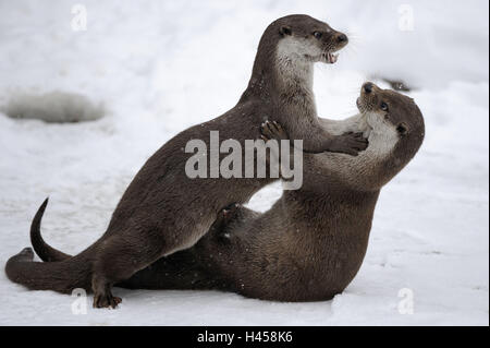 La loutre d'Europe, Lutra lutra, Viper, hiver, glace, neige, captive, lutte, Banque D'Images