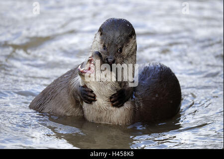 La loutre d'Europe, Lutra lutra, Viper, hiver, glace, neige, captive, lutte, Banque D'Images