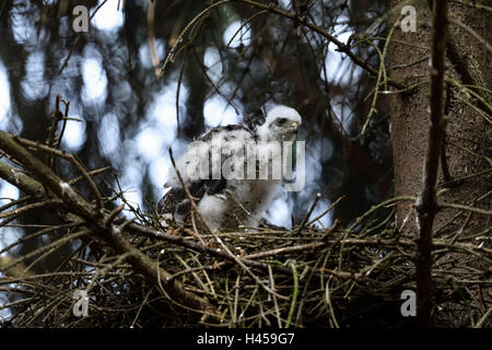 Fauve / Sperber ( Accipiter nisus ), jeune oiseau de proie, presque envolés, assis dans son nid dans une épinette. Banque D'Images