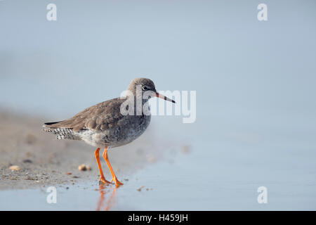 / Chevalier arlequin Tringa totanus Rotschenkel ( ), debout dans une vasière à marée de la mer du Nord, près de la ligne de flottaison. Banque D'Images