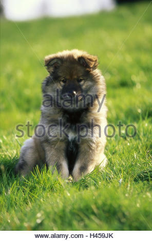 Séance Pré Eurasiens Série Animal Mammifère Animal De