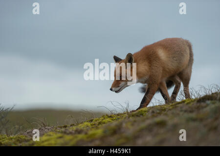 Red Fox / Rotfuchs ( Vulpes vulpes ) la chasse en terrain découvert, au sommet d'une colline, contre ciel nuageux, dernière lumière.