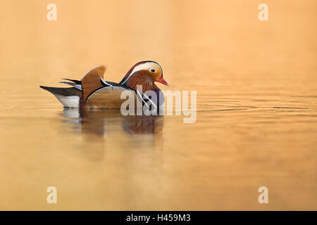 Canard Mandarin Aix galericulata / Mandarinente ( ), coloré drake en robe de reproduction, la natation sur l'eau dorée, side view Banque D'Images