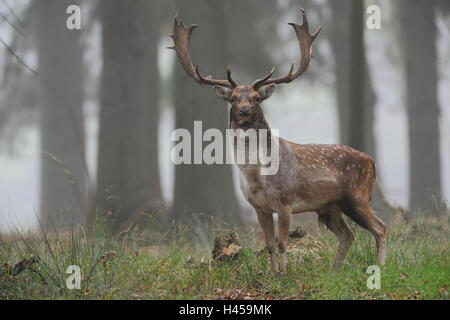 Cerf en jachère / Damhirsch ( Dama dama ), gros buck, regarder, debout dans les bois ouverts, brumeux matin d'octobre, Allemagne, faune, Europe. Banque D'Images
