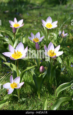 Pré, Kretische tulipes, Tulipa saxatilis, jardin, jardin de fleurs, flower meadow, plantes, plantes cultivées, plantes ornementales, fleurs sauvages, fleurs, tulipe, tulipes, tulipes sauvages rock, radialement, fleurs, doucement, l'odeur, fleurs de printemps, nature, teaser, Idyll, spring, spring messenger, Banque D'Images