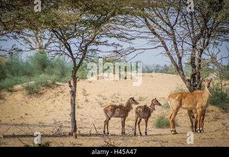 Troupeau d'antilopes sauvages sur le désert du Rajasthan, Inde Banque D'Images