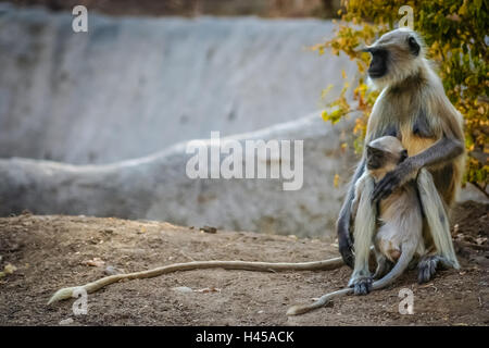 Une famille de singe langur sauvages dans un parc national en Inde Banque D'Images