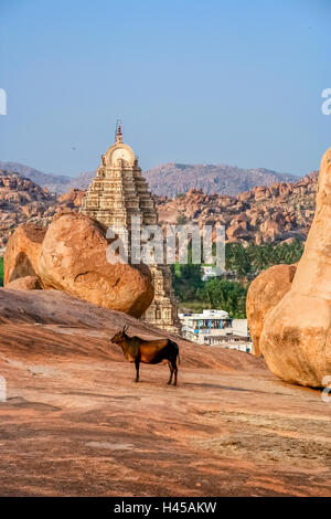 Holy Cow debout en face de l'impressionnant temple de Virupaksha, Hampi, Inde Karmataka Banque D'Images