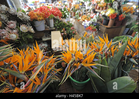 Le Portugal, l'île de Madère, Funchal, marché couvert, marché aux fleurs, Banque D'Images