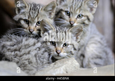 Chat sauvage, Felis silvestris, les jeunes animaux, Banque D'Images