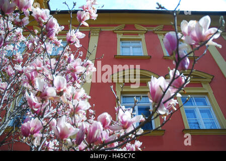 Autriche, Tyrol, Innsbruck, stylo, Wilten église, façade, magnolia, fleurs, détail, ville, ville, lieu d'intérêts, d'un bâtiment, l'architecture, l'église, cloître, Minster, style architectural, du début du baroque, beige, jaune, rouge, fenêtre, perspective, printemps, magnolia, Bloom, période Banque D'Images