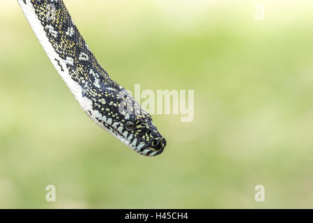 Diamond Python, espèces de serpents indigènes de l'Australie Banque D'Images