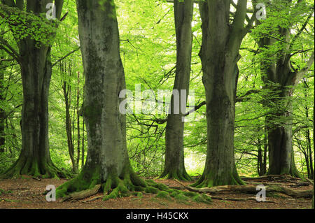 Forêt de hêtre, Fagus sylvatica, détail, Banque D'Images