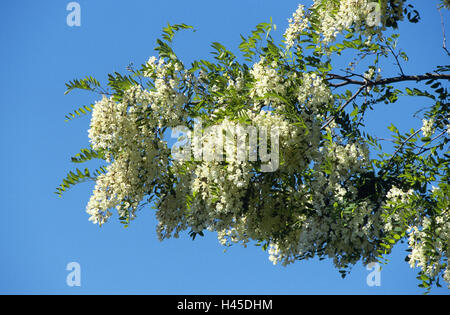 D'habitude faux acacia, Robinia pseudoacacia, direction générale, fleurs, blanc, les plantes, les arbres, les légumineuses, Faboideaes, faux acacia, feuilles, fleurs, la veine azygos, pennées, inflorescences de fleurs, raisins, cieux, Banque D'Images