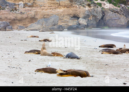 Lions de mer australiens à Seal Bay, côte sud de l'île de kangaroo Island, Australie méridionale, Australie Banque D'Images