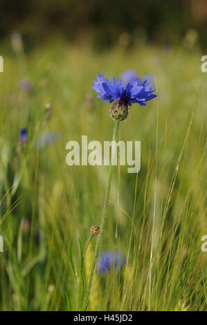 Bleuet, Centaurea cyanus, champ de céréales, de l'Allemagne, Banque D'Images
