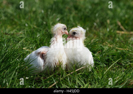 Les pigeons voyageurs, les poussins, pré, stand, vue latérale, Banque D'Images