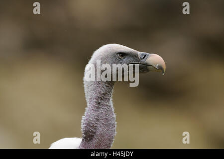 L'oie, Gyps fulvus, portrait, side view, point sur le premier plan, Banque D'Images