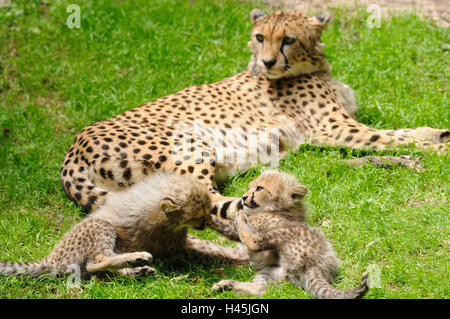 Le guépard, Acinonyx jubatus, mère avec de jeunes animaux, prairie, vue de côté, le mensonge, Banque D'Images