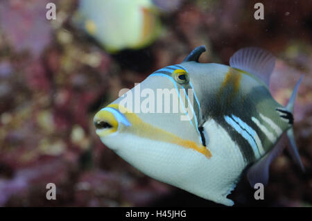 Rhinecanthus aculeatus aculeatus, lagune, sous l'eau, vue latérale, natation, Banque D'Images