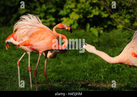 Flamant du Chili, Chili, flamingo Phoenicopterus chilensis, prairie, cour, vue latérale, Banque D'Images