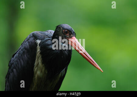 Cigogne noire, Ciconia nigra, la forêt de Bavière, rendez-vous, tête, vue de l'appareil photo, Banque D'Images