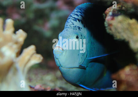 Half moon-impériale, poisson Pomacanthus maculosus, demi-portrait, rock, hervorschauen, vue sur l'appareil photo, Banque D'Images