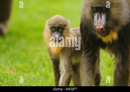 Mandrills, Mandrillus sphinx, mère de jeune animal, prairie, vue avant, tournant, looking at camera, Banque D'Images