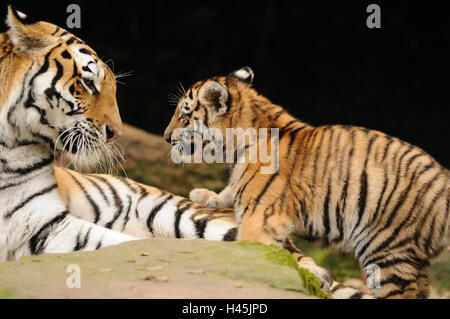 Tigres de Sibérie, Panthera tigris altaica, écrou avec jeune animal, rock, side view, Banque D'Images