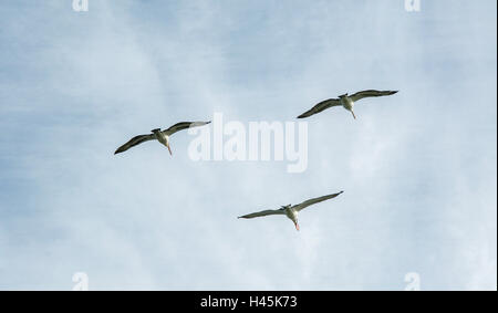 Trois grands pélicans en vol avec un ciel nuageux à l'Île Penguin jusqu'à Rockingham, en Australie occidentale. Banque D'Images