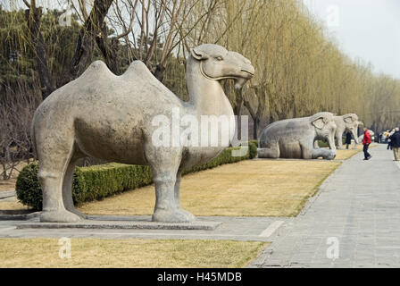 La Chine, les tombeaux des Ming, Ming-Shisan-Ling, de l'âme des animaux, sculpture, chameau, Asie, culture, art, nécropole, Shisanling, avenue, chemin, funérailles communes, tombe en pièces jointes, tombes impériales, vertical, l'esprit avenue, dynastie Ming, figure de pierre, sculpture sur pierre, sculpture de chameau, sculptures, animaux, sculpture, historiquement, parc, point d'intérêt, l'héritage culturel mondial de l'UNESCO, personne, du tourisme, de visiteur, à l'extérieur, Banque D'Images