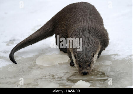 Loutre d'Europe, Lutra lutra, Viper, hiver, glace, neige, captive, Banque D'Images