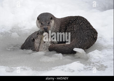 La loutre d'Europe, Lutra lutra, Viper, hiver, glace, neige, captive Banque D'Images