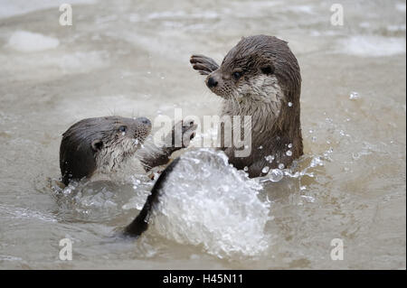 La loutre d'Europe, Lutra lutra, Viper, hiver, l'eau, jouer, deux, Banque D'Images