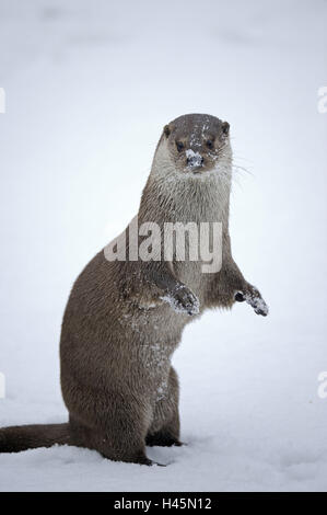 Loutre d'Europe, Lutra lutra, Viper, hiver, glace, neige, captive, avec soin, Banque D'Images