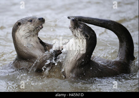 La loutre d'Europe, Lutra lutra, Viper, hiver, glace, neige, captive, lutte, Banque D'Images