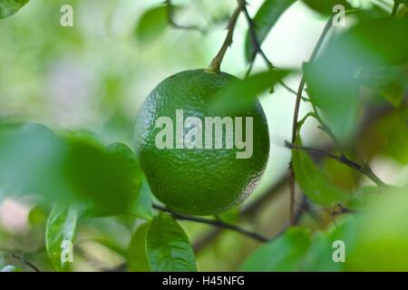 Tilleul Vert avec boke background Banque D'Images