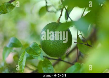 Tilleul Vert avec boke background Banque D'Images