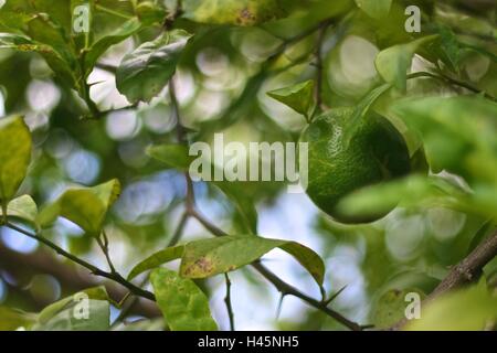 Tilleul Vert avec boke background Banque D'Images
