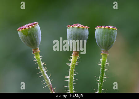 Clap les graines de pavot, Papaver rhoeas, infructescence, Banque D'Images