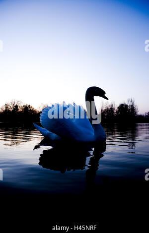 Swan Lake, bosse, lumière du soir, Banque D'Images