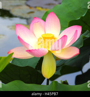 Fleur de Lotus indien, Nelumbo nucifera, Banque D'Images