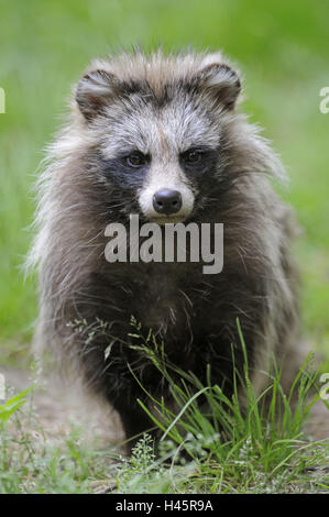 Le chien de la martre, Nyctereutes procyonoides, portrait, Banque D'Images