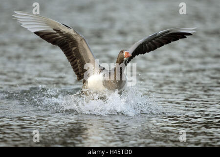 Gray-goose, Anser anser, eau-surface, l'atterrissage, Banque D'Images