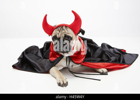 Le PUG, habillé, cornes du diable, cape, mensonge, studio, Banque D'Images