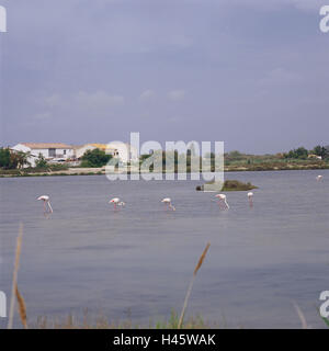 France, Camargue, flamants roses, Phoenicopterus ruber roseus, oiseaux, animaux sauvages, oiseaux aquatiques, oiseaux, Piper's active Phoenicopteridae, Rose flamants, eaux, légèrement, à l'extérieur, Banque D'Images