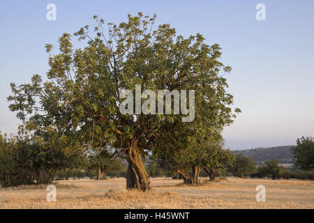Chypre, pâturages, caroubier, Ceratonia siliqua, Banque D'Images