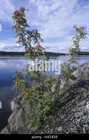 Plaine plaine finlandais pleine lacs, lac, birdbeerbaum, les îles, le bois, la Finlande, l'Rantasalmi, NP, Linnansaari Banque D'Images