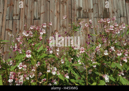 Grange, Springkraut moyen, close-up, de la Finlande, Rantasalmi,